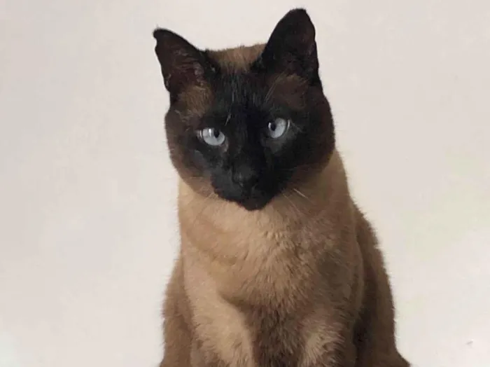 Gato raça SRD-ViraLata idade 6 ou mais anos nome Lacan