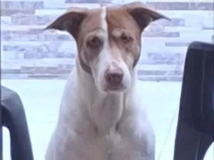 Cachorro raça SRD-ViraLata idade 6 ou mais anos nome Nina