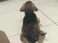 Cachorro raça SRD-ViraLata idade 2 a 6 meses nome Billy