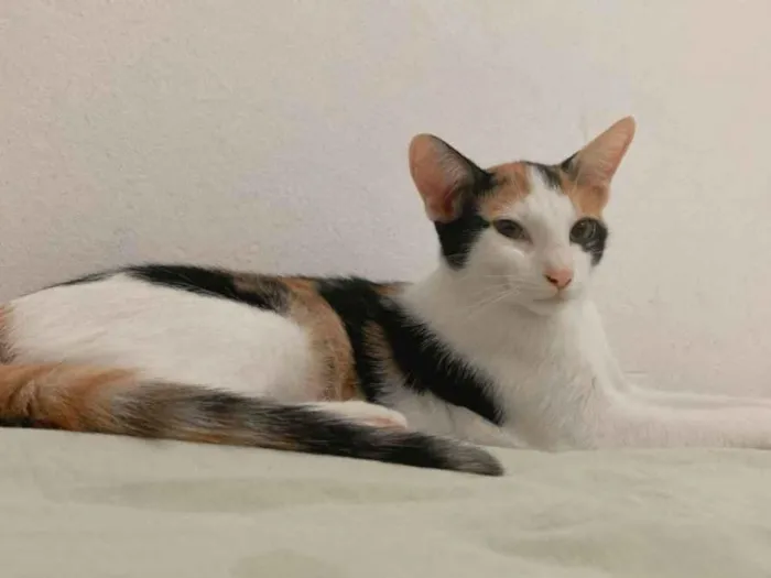 Gato raça Exótico idade 1 ano nome Jujuba