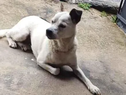 Cachorro raça SRD-ViraLata idade 2 anos nome Husco 