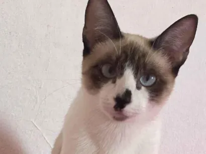 Gato raça Siamês idade 1 ano nome Sasha