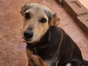Cachorro raça SRD-ViraLata idade 4 anos nome Lesse