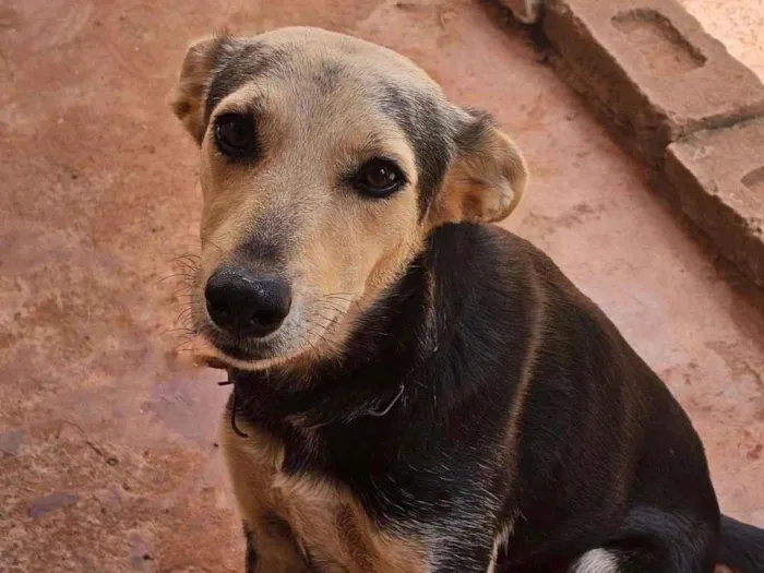 Cachorro raça SRD-ViraLata idade 4 anos nome Lesse