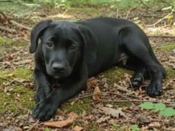 Cachorro raça SRD-ViraLata idade 2 a 6 meses nome Tupã