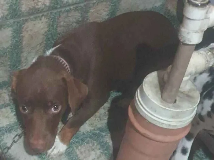 Cachorro raça Basset-Cofap idade 1 ano nome belinha 