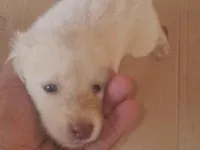 Cachorro raça Labrador idade Abaixo de 2 meses nome sem nome