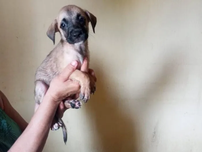 Cachorro raça Labrador idade 2 a 6 meses nome Maitê 