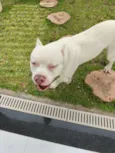 Cachorro raça Pit-Bull idade 2 anos nome Alfredo 