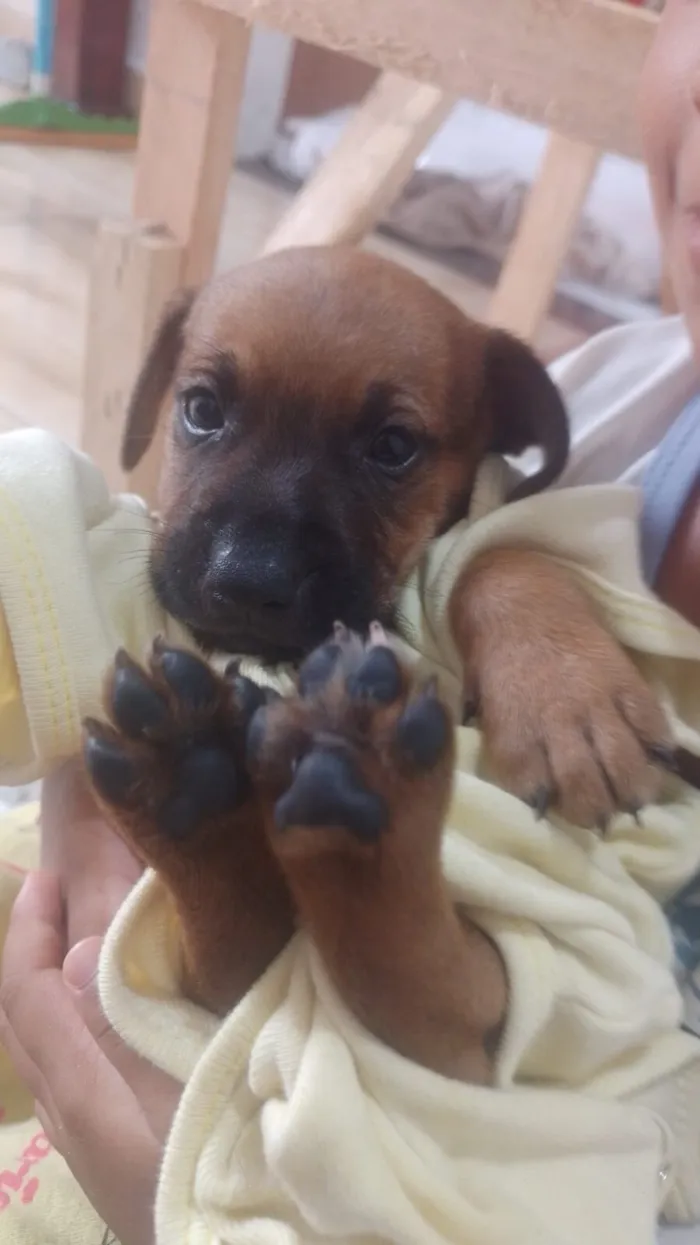 Cachorro raça SRD-ViraLata idade Abaixo de 2 meses nome Duke