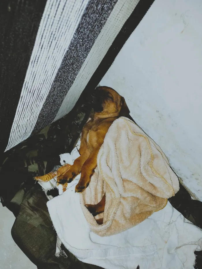 Cachorro raça SRD-ViraLata idade Abaixo de 2 meses nome Duke