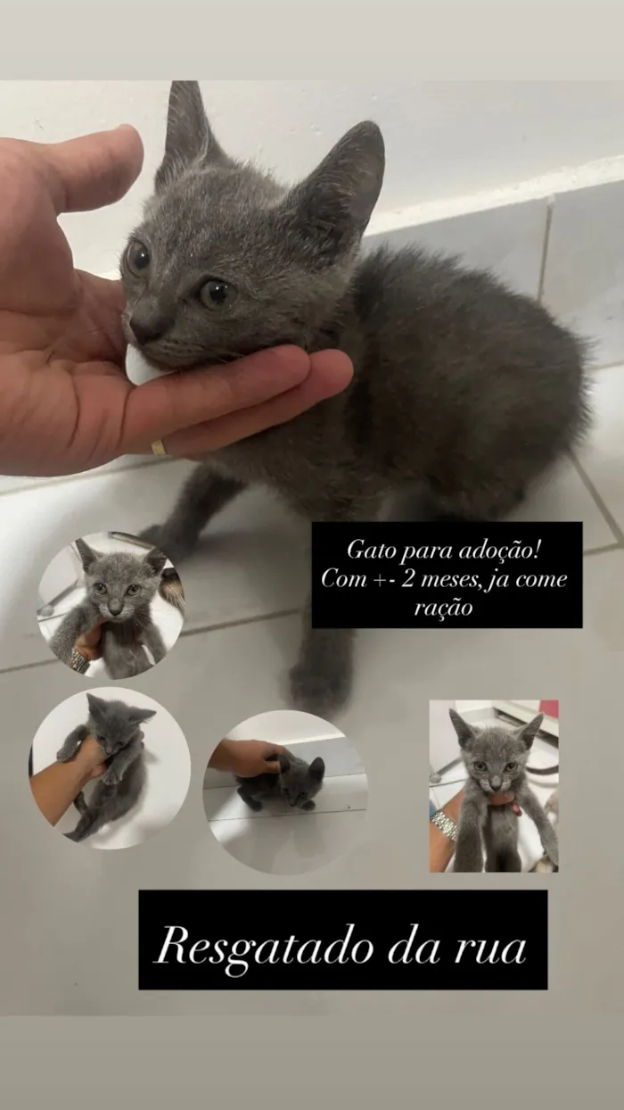 Gato raça Persa idade 2 a 6 meses nome Nao tem nome