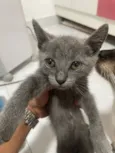 Gato raça Persa idade 2 a 6 meses nome Nao tem nome