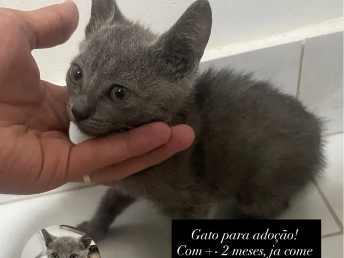 Gato raça Persa idade 2 a 6 meses nome Nao tem nome