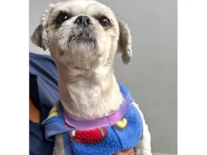 Cachorro raça Shitzu idade 1 ano nome Bento