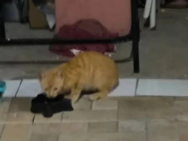 Gato raça SRD-ViraLata idade 2 a 6 meses nome Pequeno invasor 