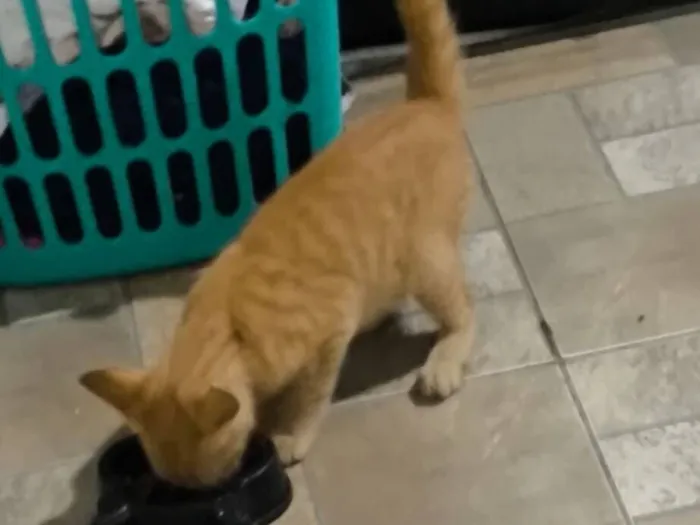Gato raça SRD-ViraLata idade 2 a 6 meses nome Pequeno invasor 