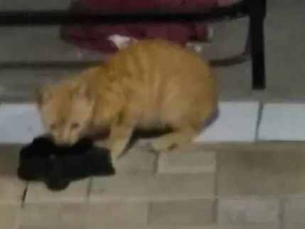 Gato raça SRD-ViraLata idade 2 a 6 meses nome Pequeno invasor 