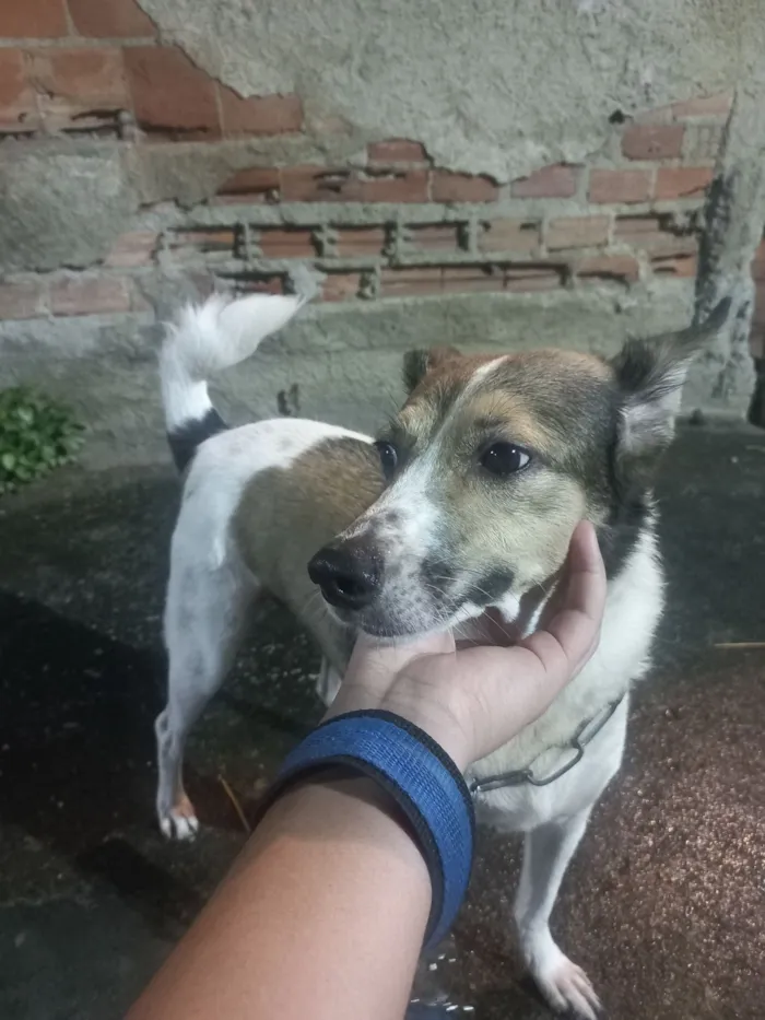 Cachorro raça SRD-ViraLata idade 6 ou mais anos nome Max