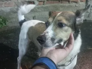Cachorro raça SRD-ViraLata idade 6 ou mais anos nome Max