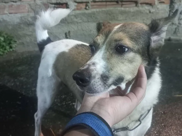 Cachorro raça SRD-ViraLata idade 6 ou mais anos nome Max