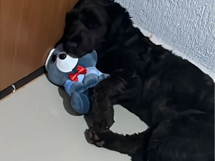 Cachorro raça SRD-ViraLata idade 7 a 11 meses nome Snoopy 