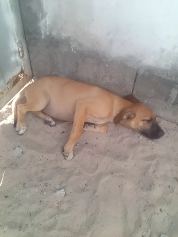 Cachorro raça SRD-ViraLata idade 2 a 6 meses nome Oseas Mendes Jesus