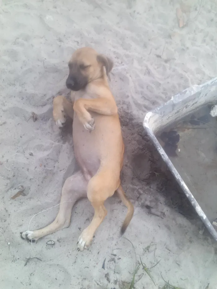 Cachorro raça SRD-ViraLata idade 2 a 6 meses nome Oseas Mendes Jesus