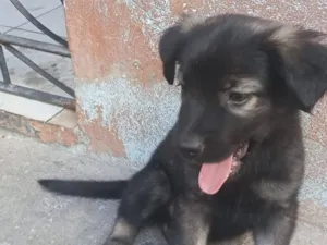 Cachorro raça Pastor Alemão idade 2 a 6 meses nome Atena