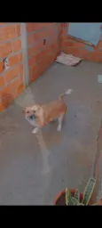 Cachorro raça SRD-ViraLata idade 1 ano nome Thor