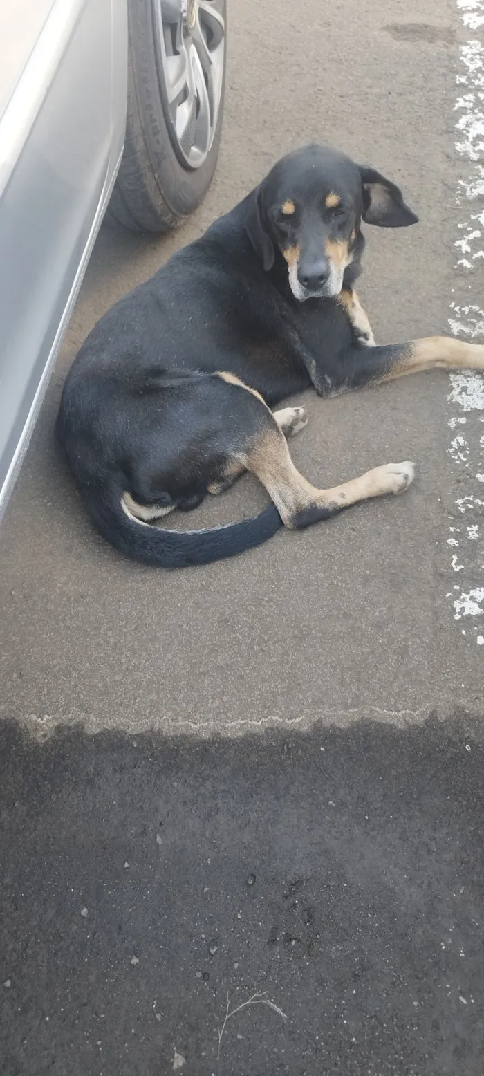 Cachorro raça SRD-ViraLata idade 6 ou mais anos nome N/A