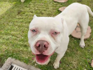 Cachorro raça Pit-Bull idade 2 anos nome Alfredo 