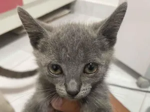 Gato raça Persa idade 2 a 6 meses nome Nao tem nome