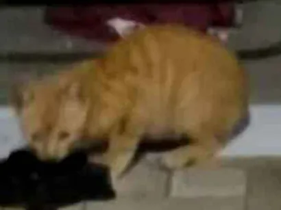 Gato raça SRD-ViraLata idade 2 a 6 meses nome Pequeno invasor 