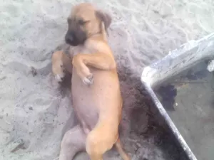 Cachorro raça SRD-ViraLata idade 2 a 6 meses nome Oseas Mendes Jesus