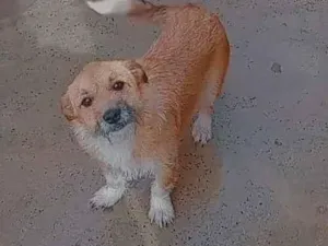 Cachorro raça SRD-ViraLata idade 1 ano nome Thor