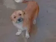 Cachorro raça SRD-ViraLata idade 1 ano nome Thor