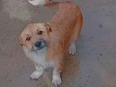 Cachorro raça SRD-ViraLata idade 2 anos nome Thor
