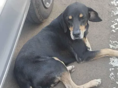 Cachorro raça SRD-ViraLata idade 6 ou mais anos nome N/A