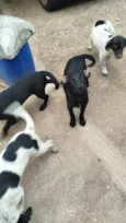 Cachorro raça SRD-ViraLata idade 2 a 6 meses nome Preto 