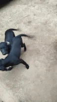 Cachorro raça SRD-ViraLata idade 2 a 6 meses nome Preto 