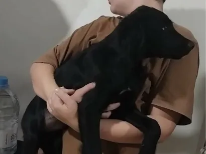 Cachorro raça Labrador idade 2 a 6 meses nome Preto