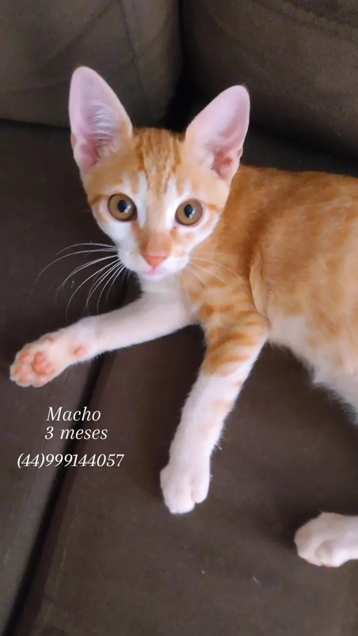 Gato raça SRD-ViraLata idade 2 a 6 meses nome Smigol