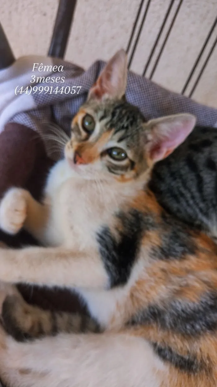 Gato raça SRD-ViraLata idade 2 a 6 meses nome Tricolor
