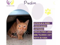 Gato raça SRD-ViraLata idade 6 ou mais anos nome Pudim