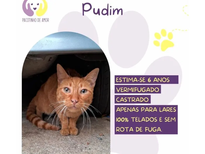 Gato raça SRD-ViraLata idade 6 ou mais anos nome Pudim