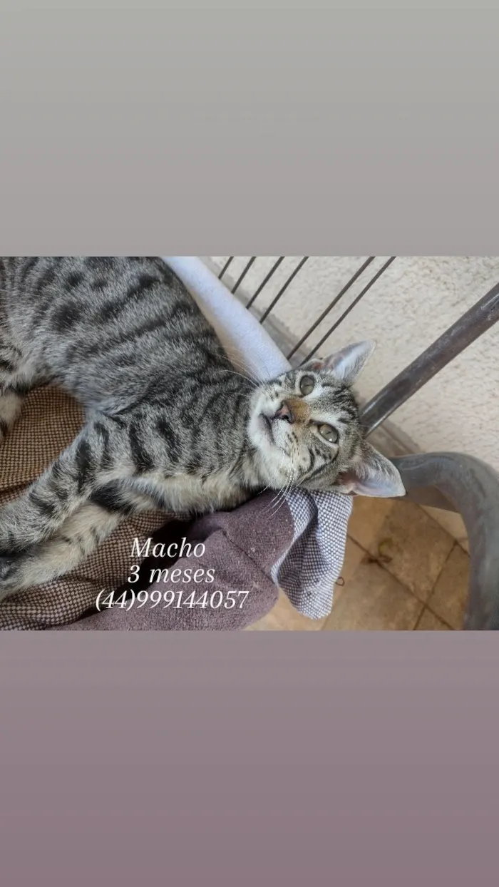 Gato raça SRD-ViraLata idade 2 a 6 meses nome Neguinho