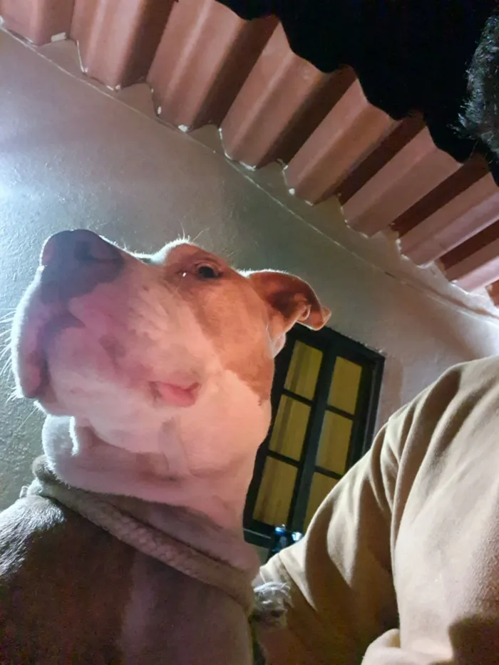 Cachorro raça Pit-Bull idade 2 anos nome Kiara