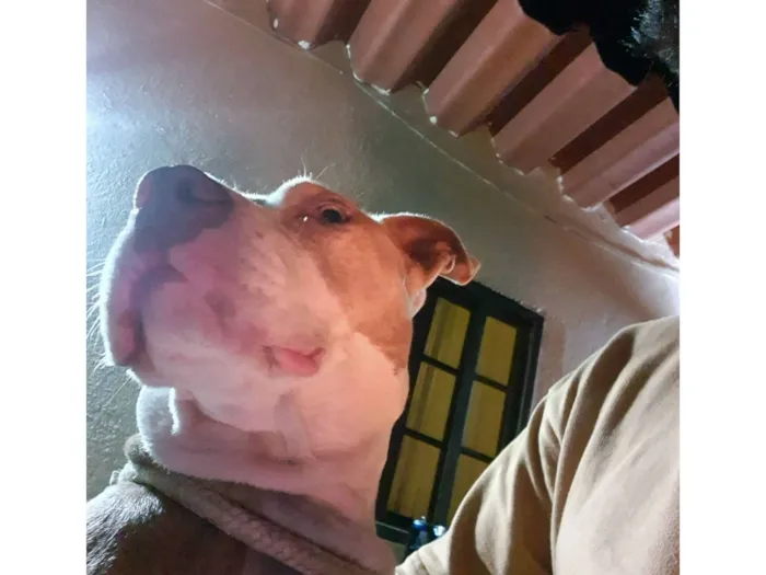 Cachorro raça Pit-Bull idade 2 anos nome Kiara