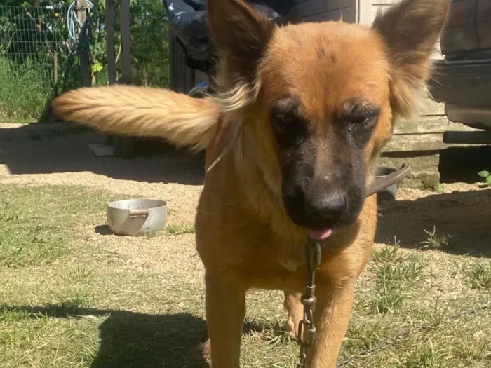 Cachorro raça Pastor Alemão idade 2 anos nome Lessa